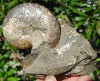 Complete Cretaceous Scaphite Ammonite Ammolite S. Dakota Fossil 