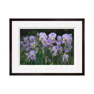  Bed Of Irises Provence Region France Framed Giclee Print 