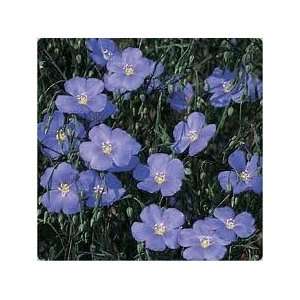  16 Oz of Blue Flax Flower Seed Patio, Lawn & Garden