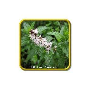  1 Lb   Herb Seeds   Spearmint Bulk Herb Seeds Patio 
