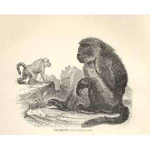 Chacma 1862 WoodS Natural History Engraving Monkey 