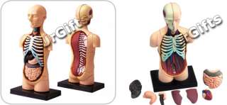 4D Puzzle Body Torso 32pcs Human Anatomy 3D Model NEW  