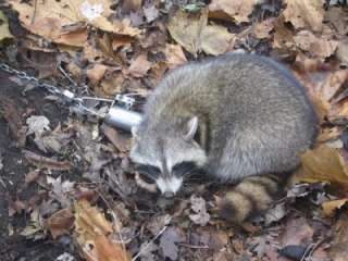 Raccoon trap for deer feeder camp lodge yard whitetail  