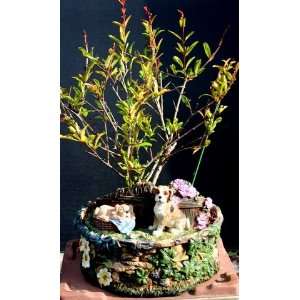 Dwarf Pomegranate Bonsai Tree in resign dog tree pot by Sheryls Shop