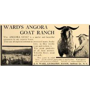  1905 Ad C B Wards Angora Goat Ranch Livingston Manor 