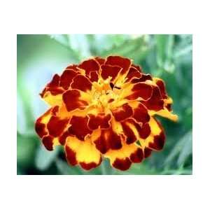  Treasured Lava Marigold Flower Seed Pack CLEARANCE: Patio 