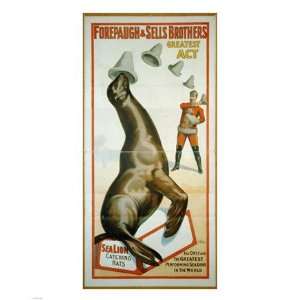 Sea Lion Catching Hats Poster (8.00 x 10.00)