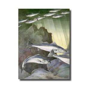   Close To The Surface Above White Sea Bass Giclee Print