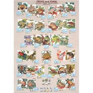  Frogs and Toads Poster