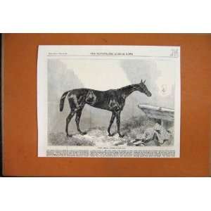   : 1863 Queen Bertha Winner Oaks Horse Stable Blanket: Home & Kitchen