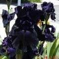   velvety inky black with black beards bloom notes on the central coast