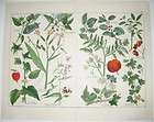   Gooseberry Dr. Schubert Natural History of Plants H C lithograph 1887