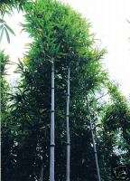 Buy 3   Get 4th FREE   Cold Hardy Fastuosa Bamboo Plant  
