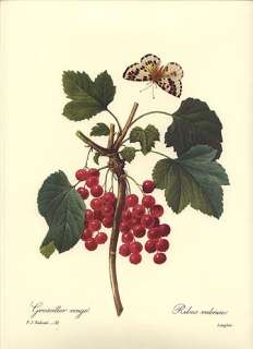 Redoute Botanical Fruit Print ~ Red Currants ~ 51  