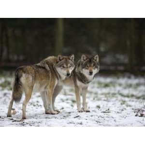  Gray Wolf (Grey Wolf), Canis Lupus, Wildlife Preserve 