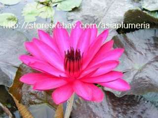 10 LIVE MAROON BEATY WATER LILY PLANTS BULB +FreeDoc  