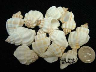 CRAFT SHELLS   12 Ivory Colored Cancelaria Seashells   Hermit Crab 