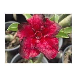    Adenium Obesum Desert Roselipstick 3 Seeds Patio, Lawn & Garden