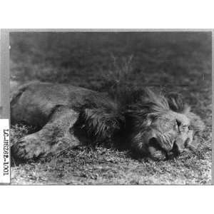  Lion shot,Kermit Roosevelt,hunting,big game,trophies,dead 