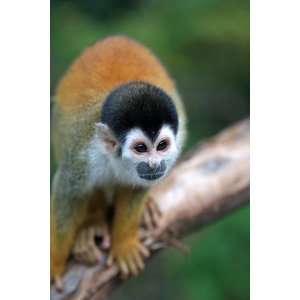   Monkey (Saimiri Sciureus) by Paul Kennedy, 48x72