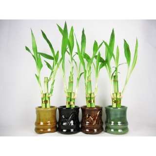 Live 3 Style Party Set of 4 Bamboo Plant w/ Handmade Ceramic Vase 