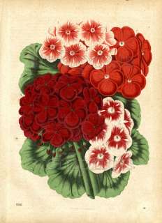 1868 BUCH DER WELT HC ENGRAVING geraniums, storksbills  