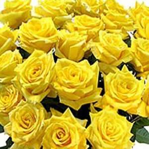 Send Fresh Cut Flowers   50 Long Stem Yellow Roses:  