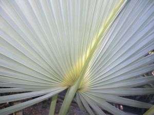 RARE Sabal princeps Blue Leaf Bermuda Fan Palm Tree  
