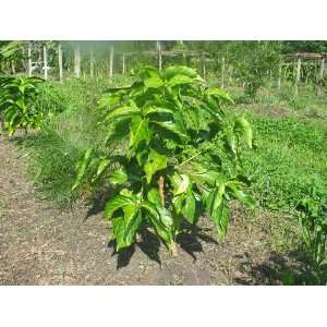   citrifolia   TROPICAL NONI FRUIT TREE 50 SEEDS Patio, Lawn & Garden