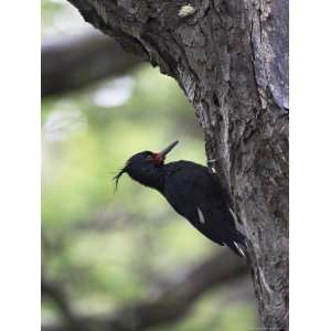  Magellanic Woodpecker, Torres Del Paine National Park, Patagonia 