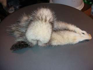 OPOSSUM PELT for FUR skin TRAPPING HUNTING Cabin Decor  