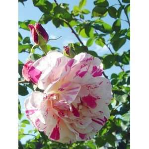    Variegatadi Bologna Rose Seeds Packet: Patio, Lawn & Garden